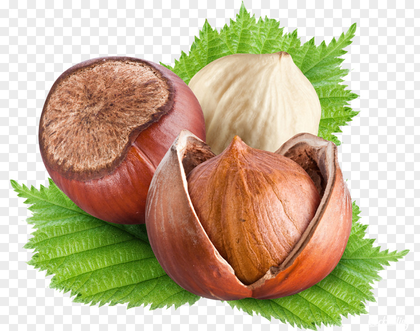 Hazelnut Food Vegetarian Cuisine Pine Nut PNG