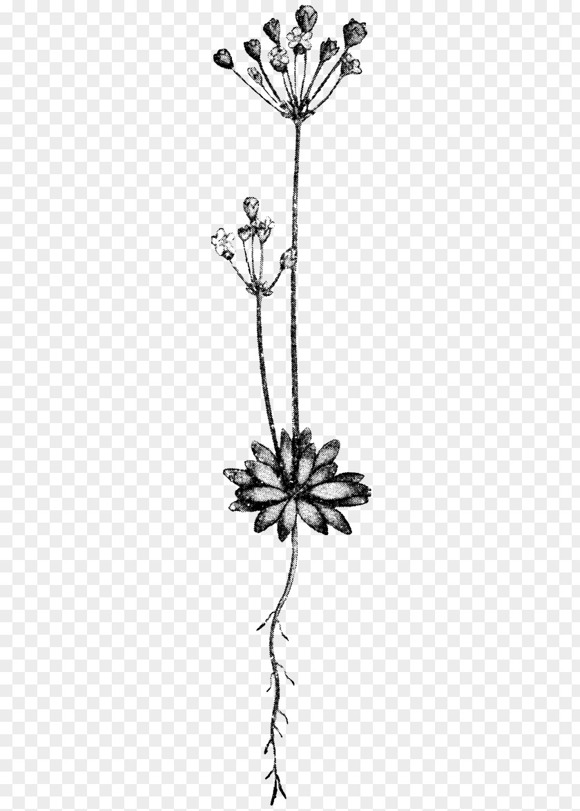 Leaf Twig Drawing Plant Stem /m/02csf PNG