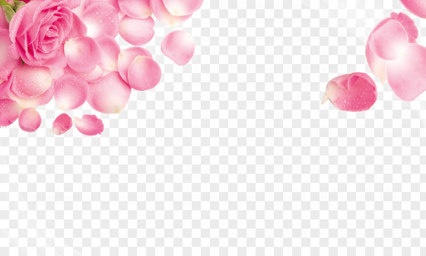 Rose Pink Stock.xchng Wallpaper PNG