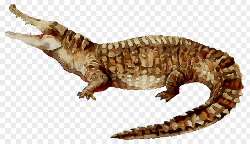Gila Monster Gecko Fauna Dinosaur Crocodiles PNG