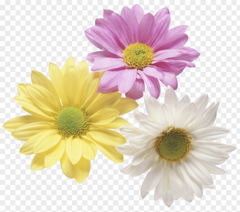 Pastel Flowers Flowering Tea Chrysanthemum Floristry Clip Art PNG