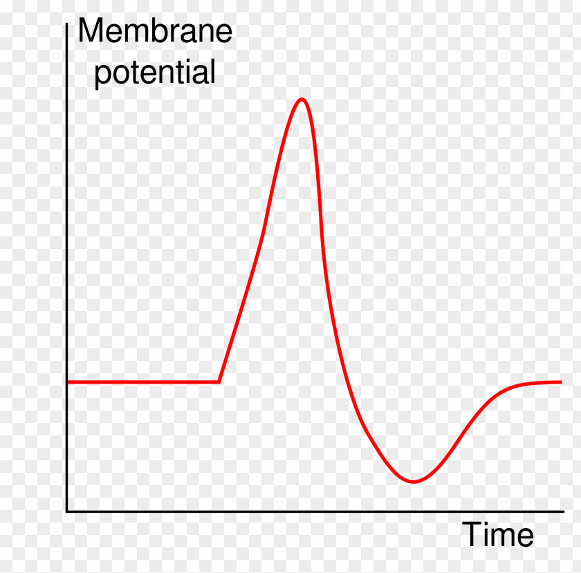 Action Potential Excitatory Postsynaptic Axon Resting PNG