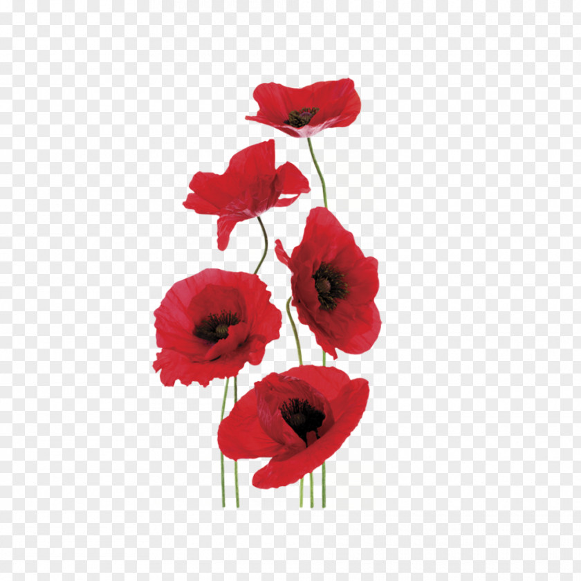 Bouquet Poppies Common Poppy World War I Anzac Day Modern History Syllabus PNG