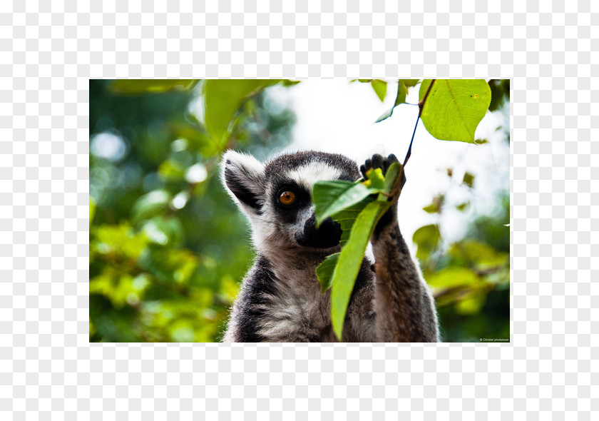 Drink Drank Drunk Lemurs Primate Vertebrate Desktop Wallpaper PNG