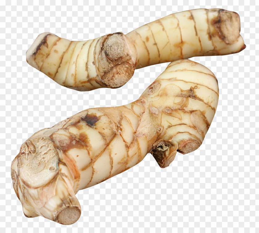 Galangal Ginger Alpinia Galanga PNG