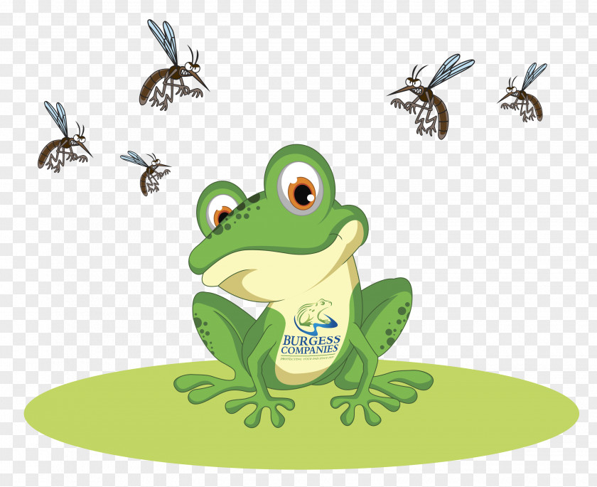 Mosquito Frog Royalty-free Clip Art PNG