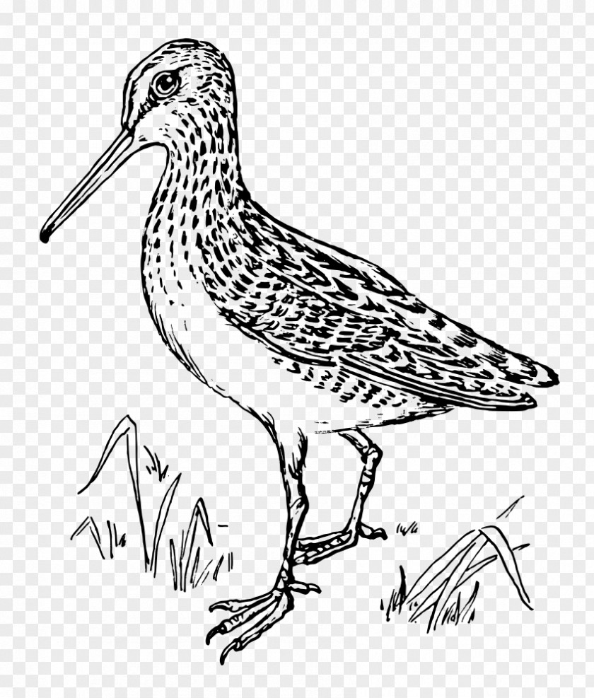 Snipe Clip Art PNG