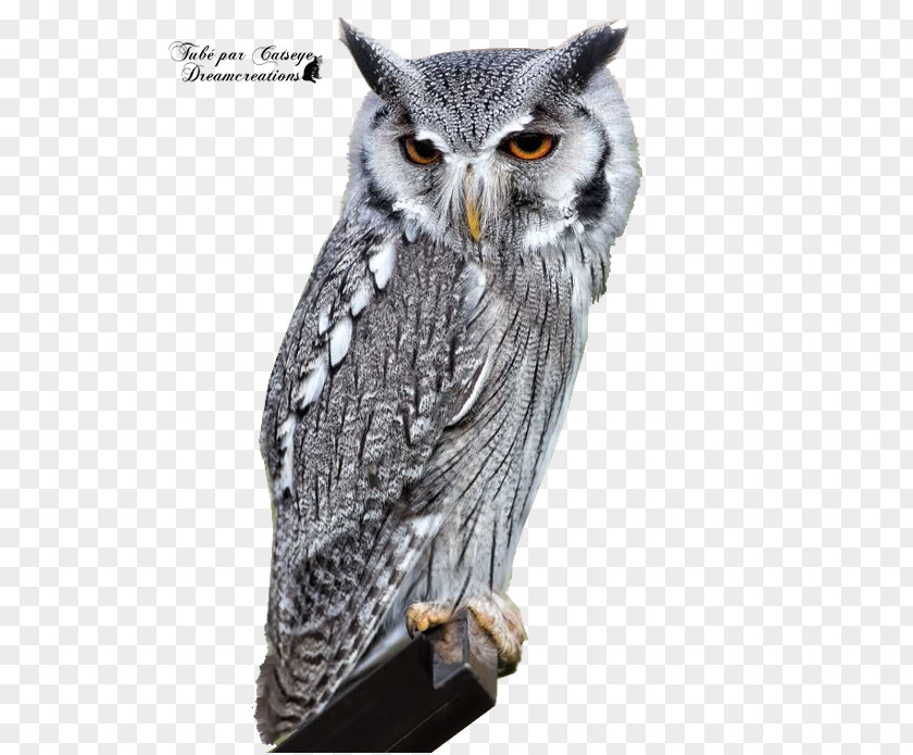 Bird Eurasian Eagle-owl Barn Owl Long-eared PNG