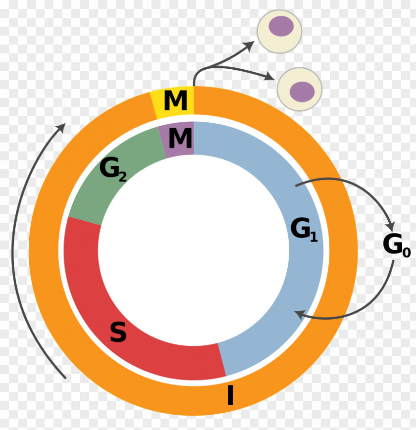 Cell Cycle Interphase Division Mitosis PNG