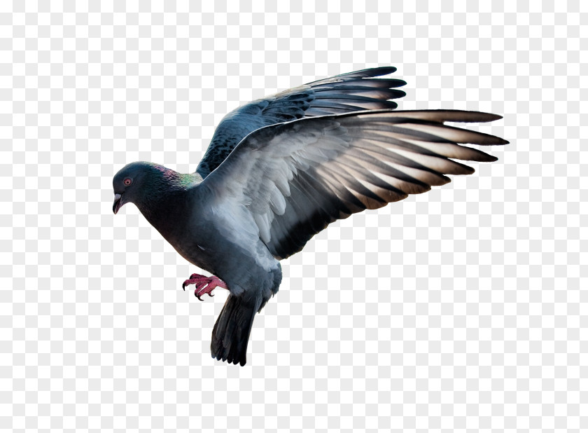 Domestic Pigeon Desktop Wallpaper PNG