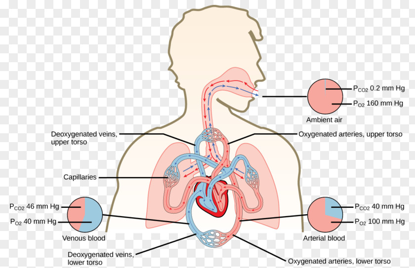 Environmental Labeling Gas Exchange Carbon Dioxide Oxygen Cycle Pulmonary Alveolus Diffusion PNG