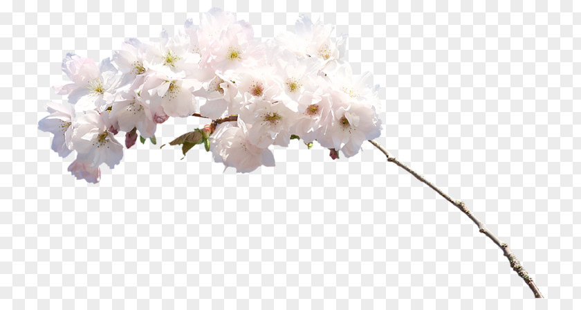 Flower White Cut Flowers PNG