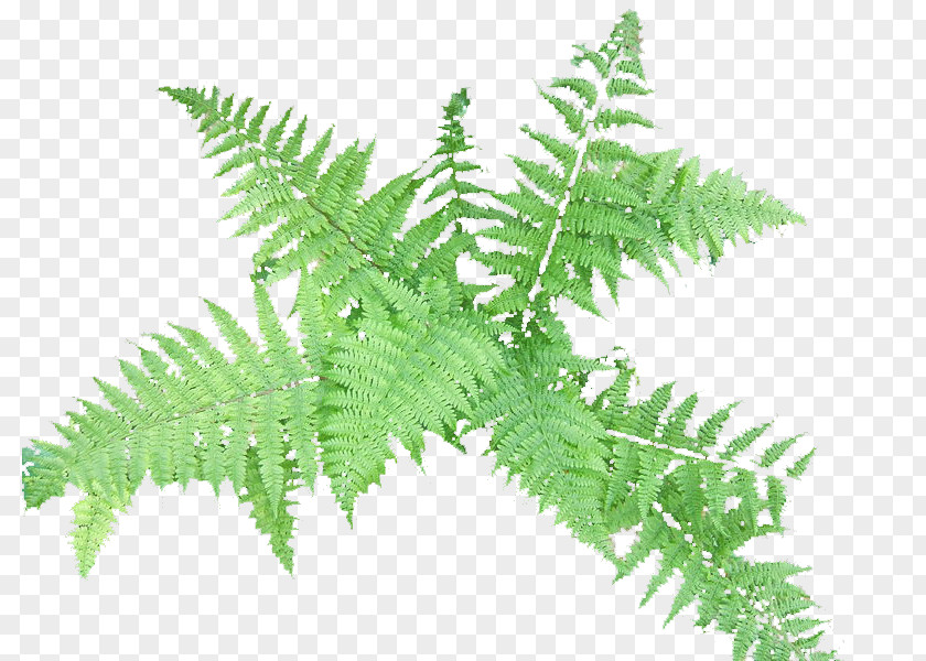 Plant Ostrich Fern Christmas Ally Vascular PNG