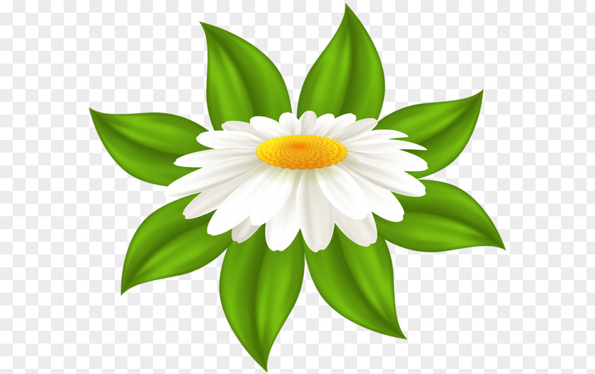 Saisy Common Daisy Television Clip Art PNG