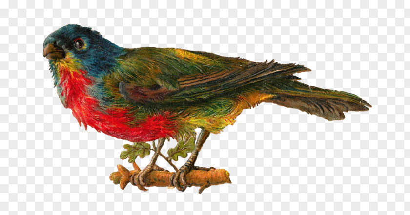 Bird Lovebird Parrot Clip Art PNG