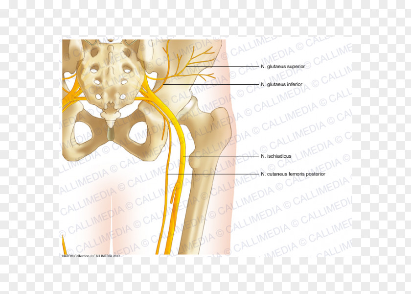 Bone Hip Pelvis Human Anatomy PNG