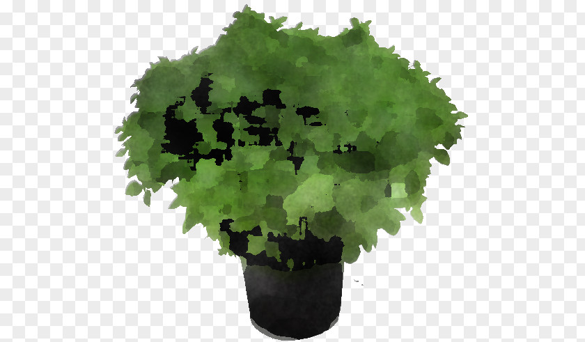 Leaf Vegetable Herb Flowerpot Tree PNG