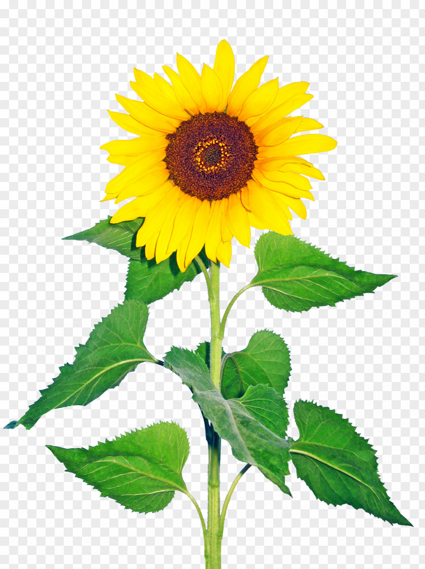 Sunflowers Common Sunflower Seed Plant Glory Days, God Has It All! PNG