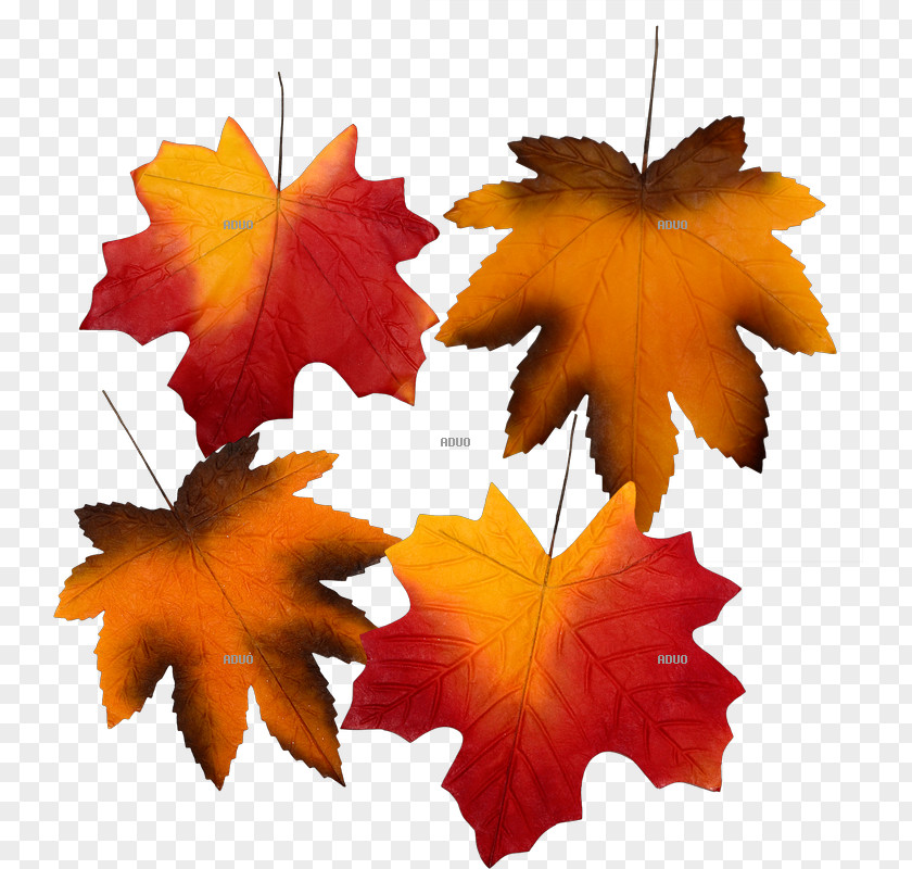 Autumn Leaf Color Paper PNG