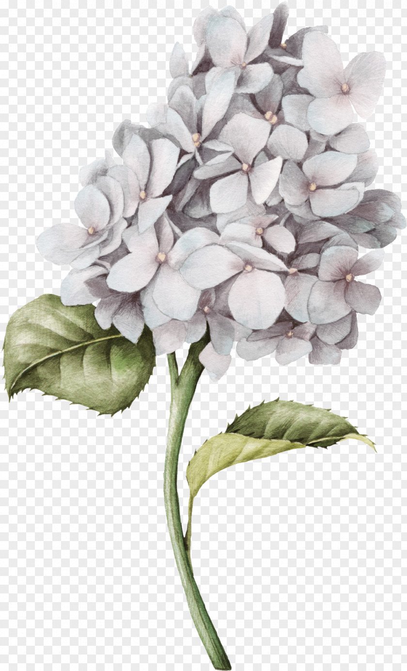 Watercolor Painting White House PNG painting House, A bunch of hand-painted flowers, white petaled flowers clipart PNG