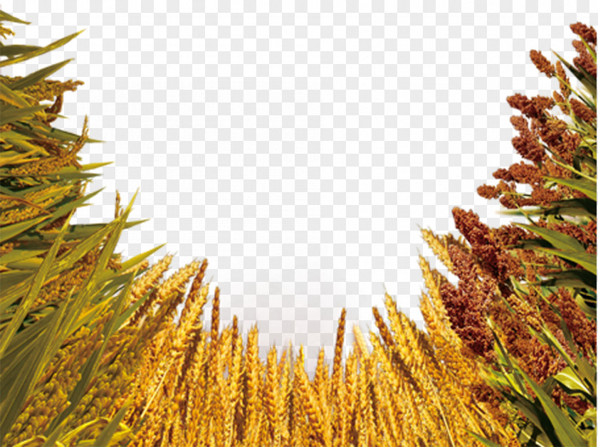 Wheat Crop Image Barley Five Grains PNG