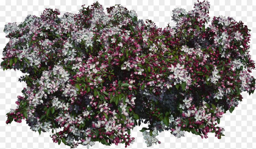 Bushes Lilac Purple Violet Tree Shrub PNG