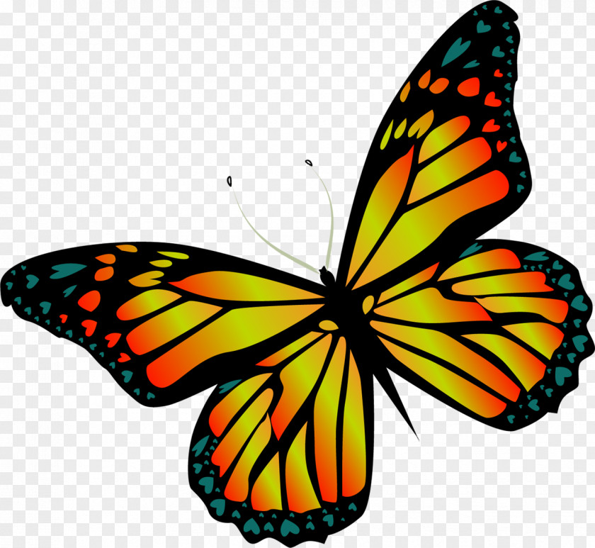 Butterfly Monarch Insect Flower PNG