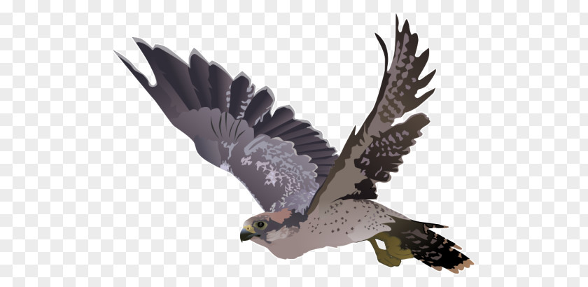 Falcon Hawk Clip Art PNG