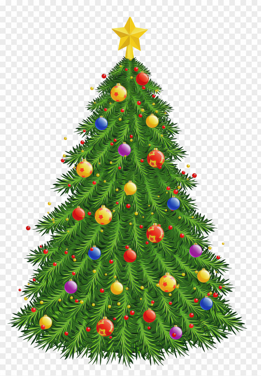 Spruce Pine Christmas Tree PNG