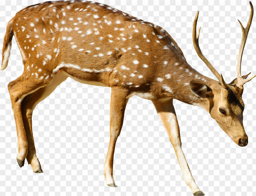 Animal Figure Fawn Reindeer Cartoon PNG