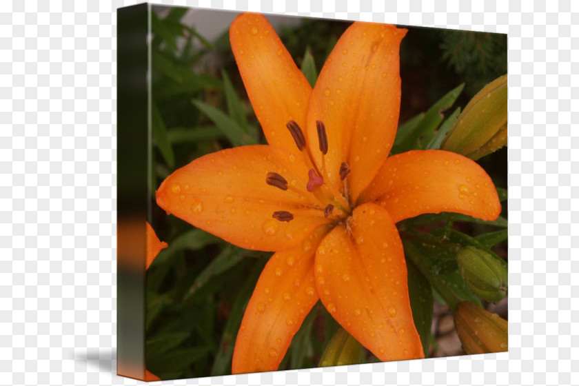 Blooming Lilies Petal Wildflower PNG