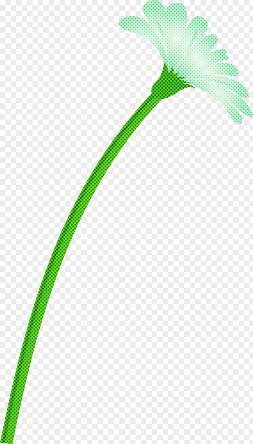 Dandelion Flower PNG