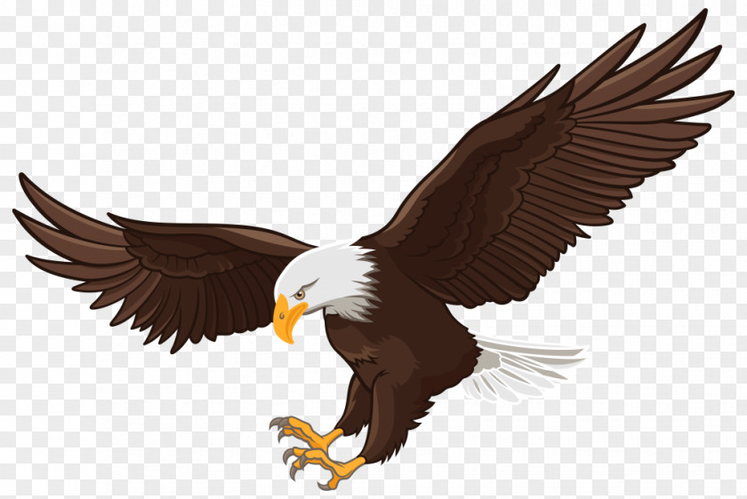 Eagle Bald Clip Art White-tailed PNG