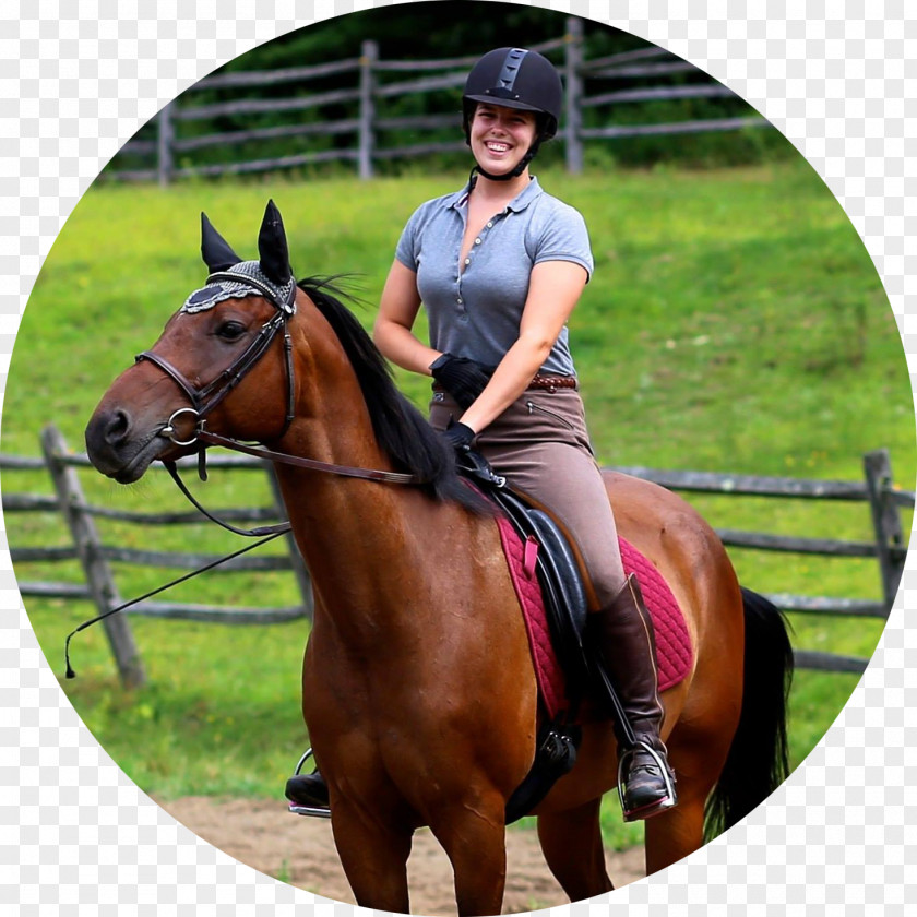 Horse Hunt Seat Training Bridle Equestrian PNG