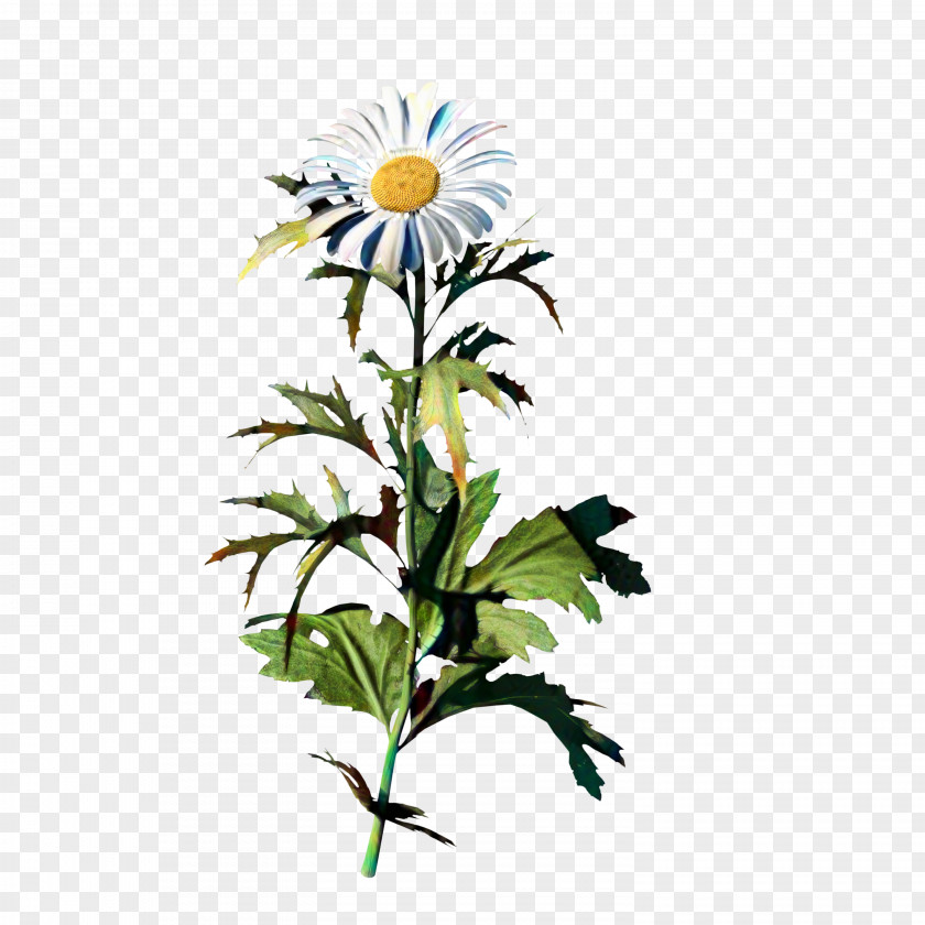 Oxeye Daisy Common Chamomile Plants Chrysanthemum PNG