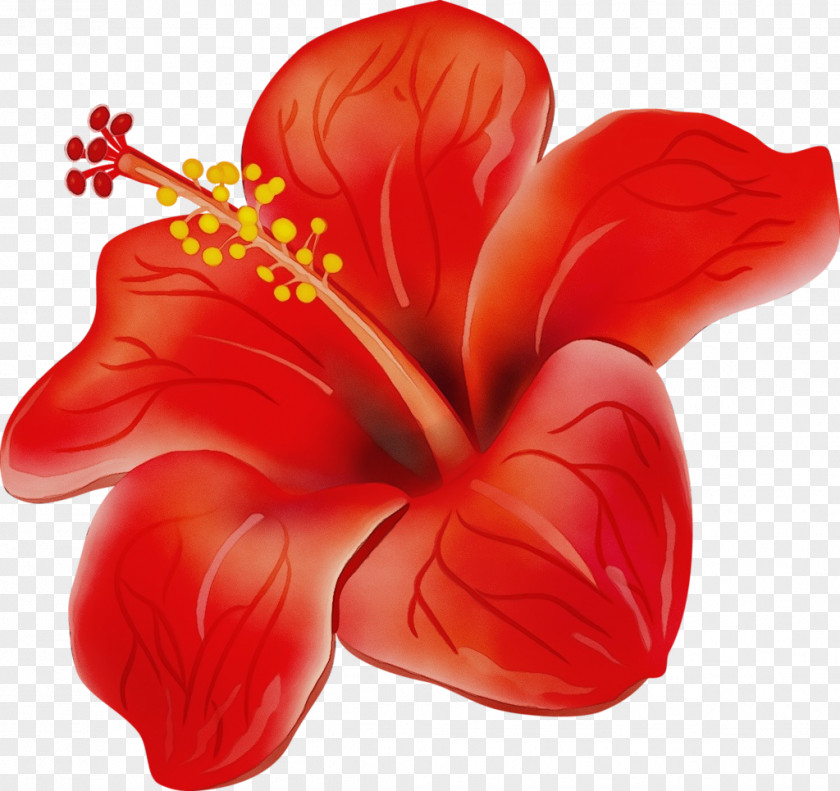 Anthurium Hibiscus Floral Design PNG