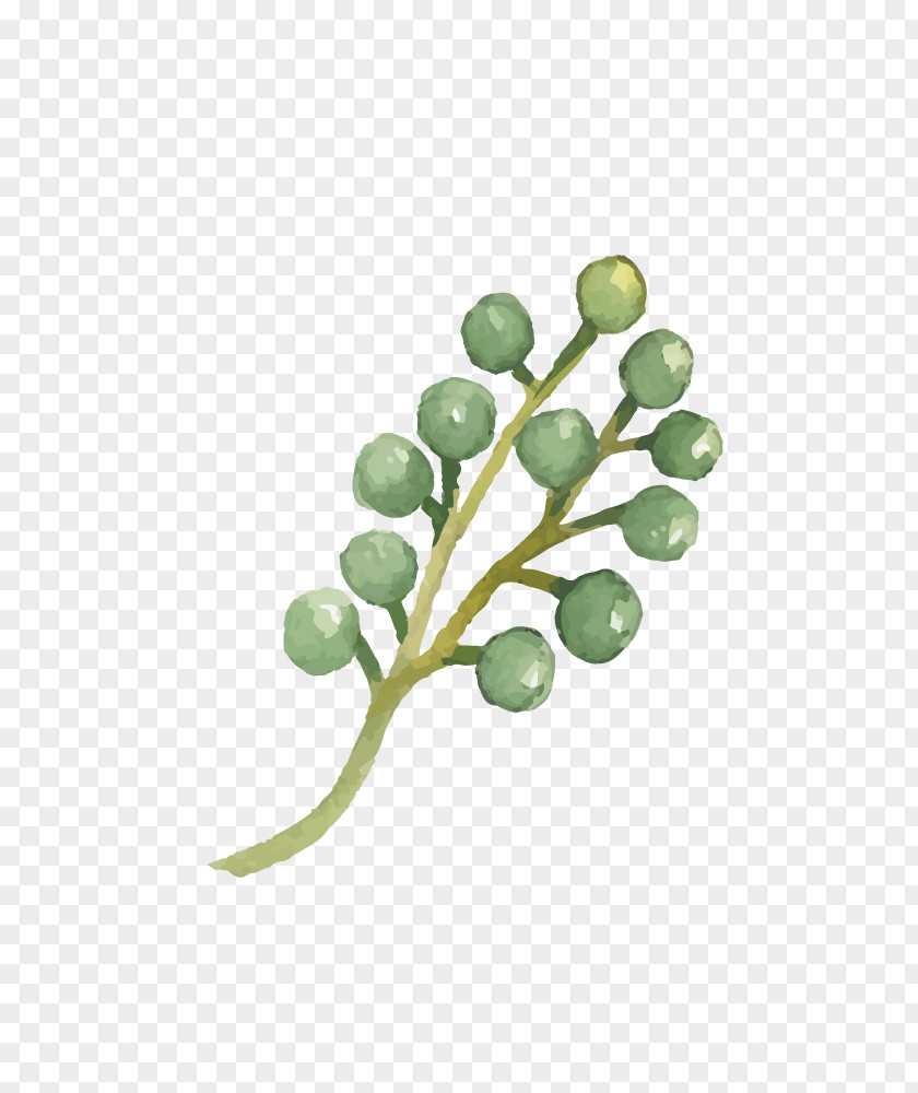 Drawing Plant Watercolor Painting PNG