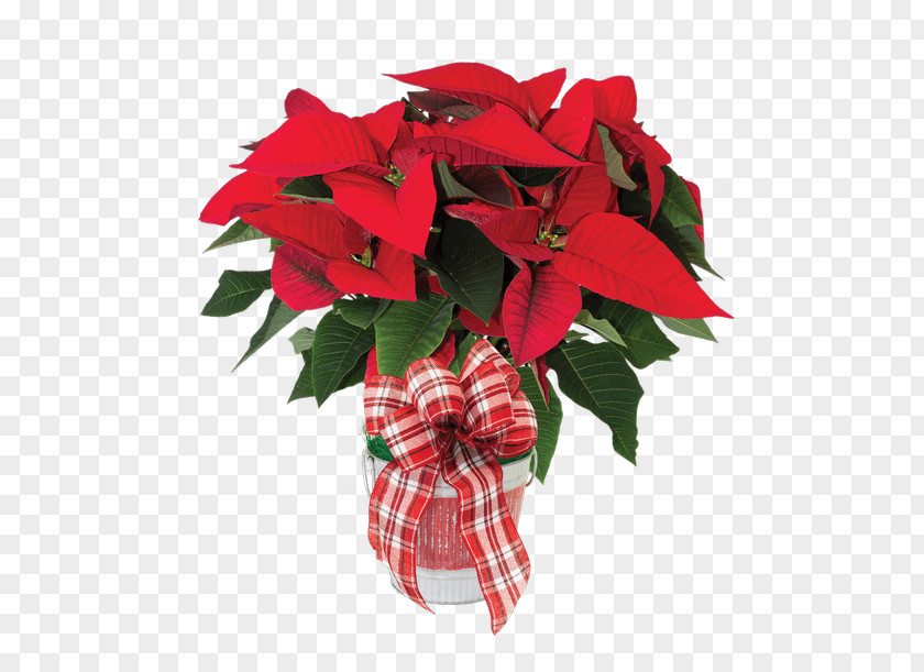 Flower Poinsettia Red Plant Leaf PNG