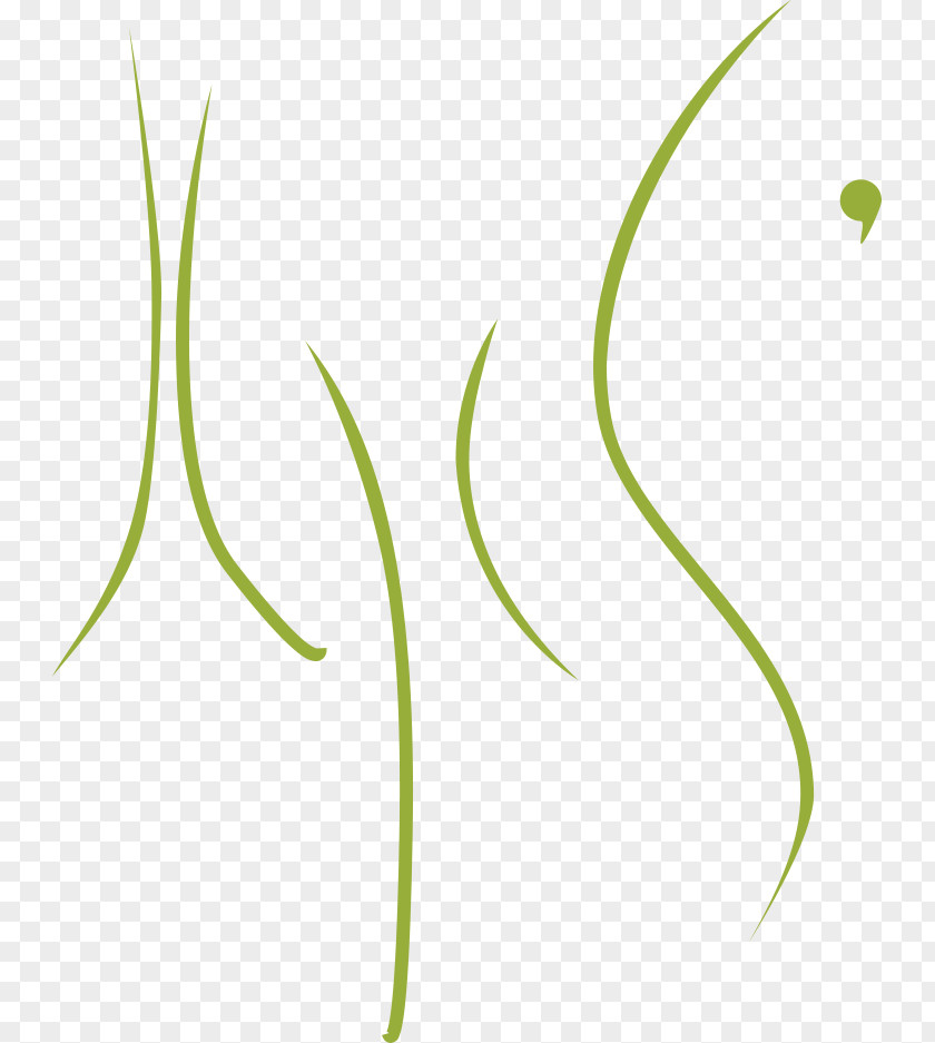 Leaf Plant Stem Flower Angle Font PNG