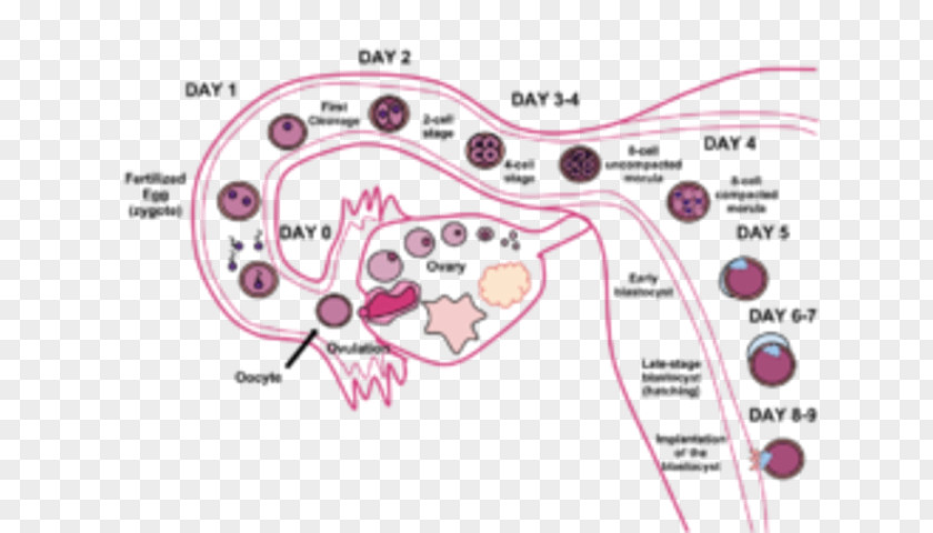 Pregnancy Symptom Implantation Medical Sign Menstruation PNG