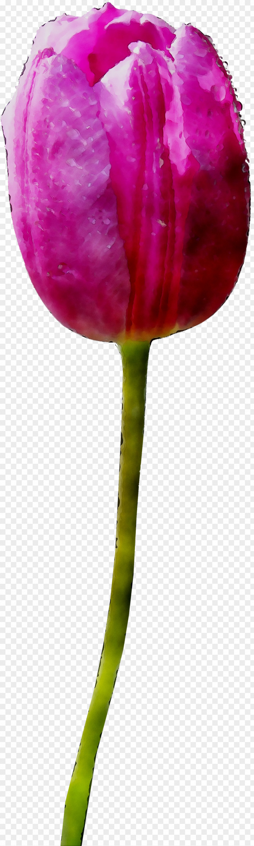 Tulip Plant Stem Cut Flowers Petal PNG