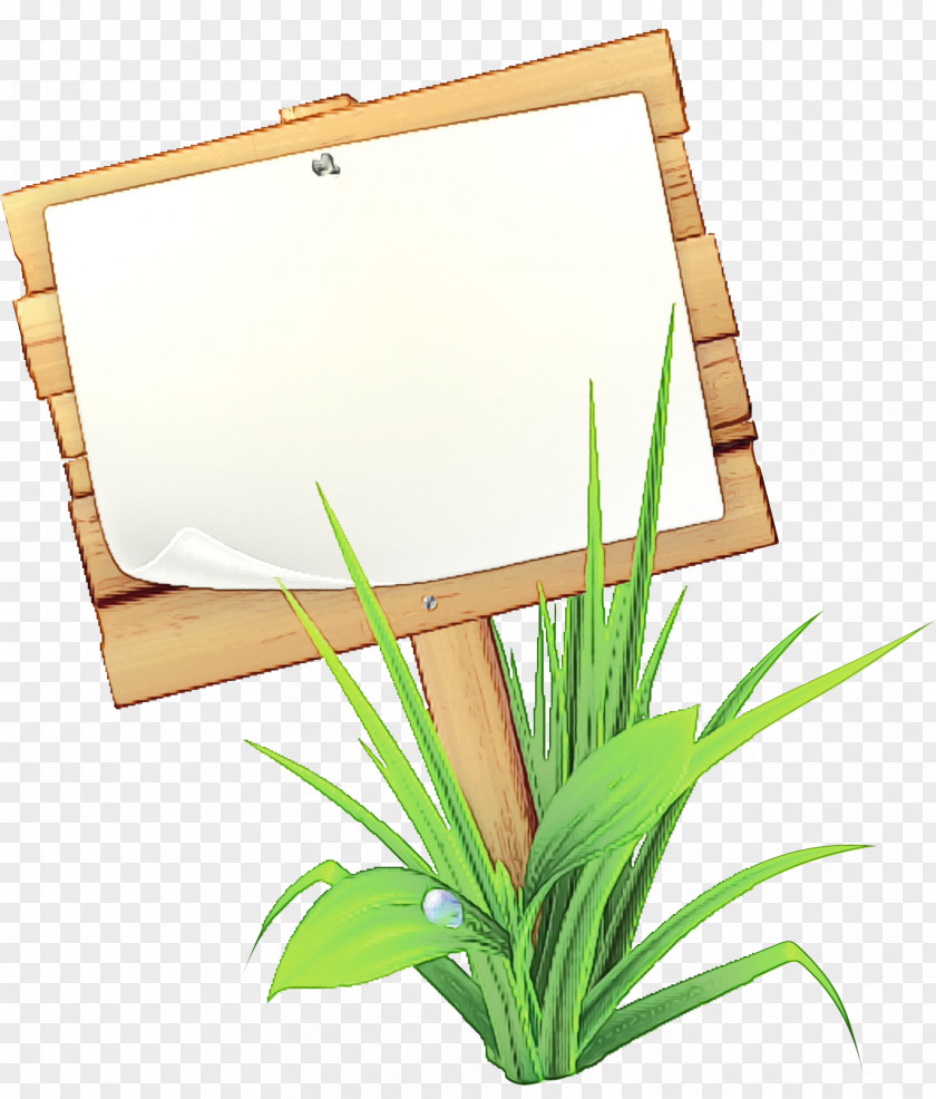Houseplant Grass Family Watercolor Plant PNG