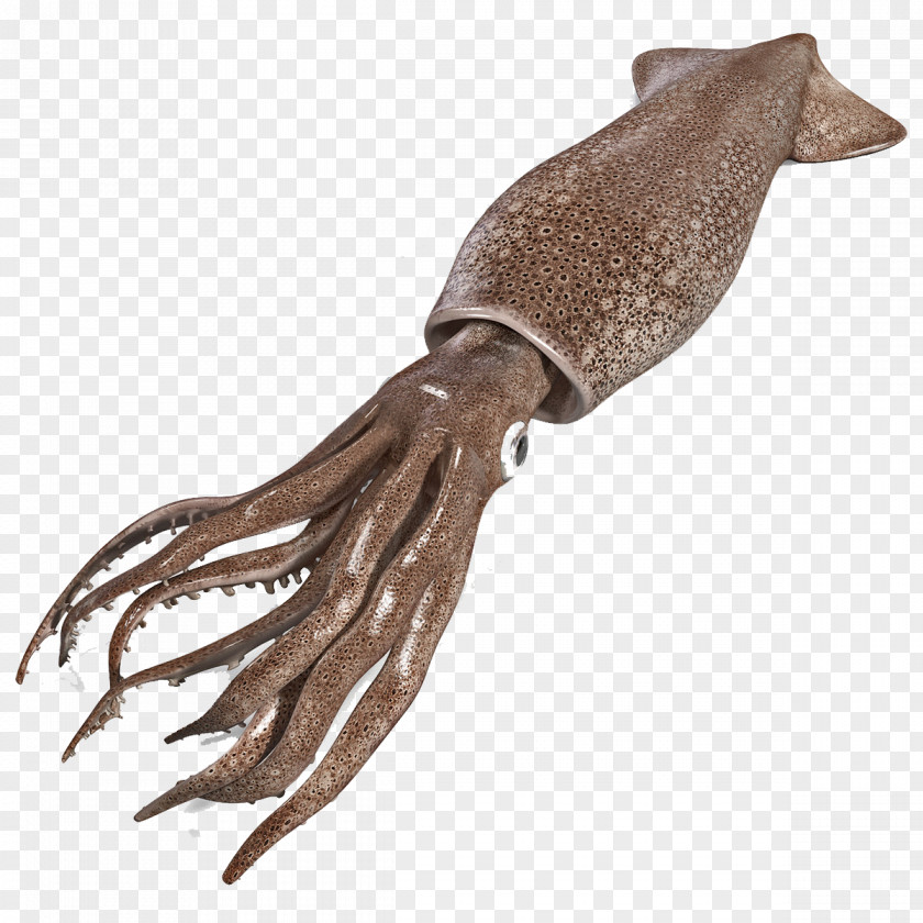 Octopus Crayfish Squid Cuttlefish Seafood PNG
