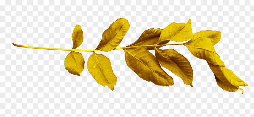 35 Leaf Branch Gold PNG