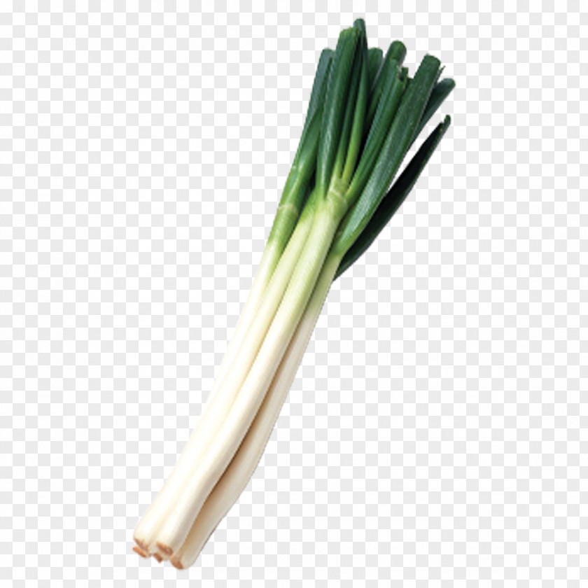 A Green Onions Allium Fistulosum Leek Calxe7ot Scallion PNG