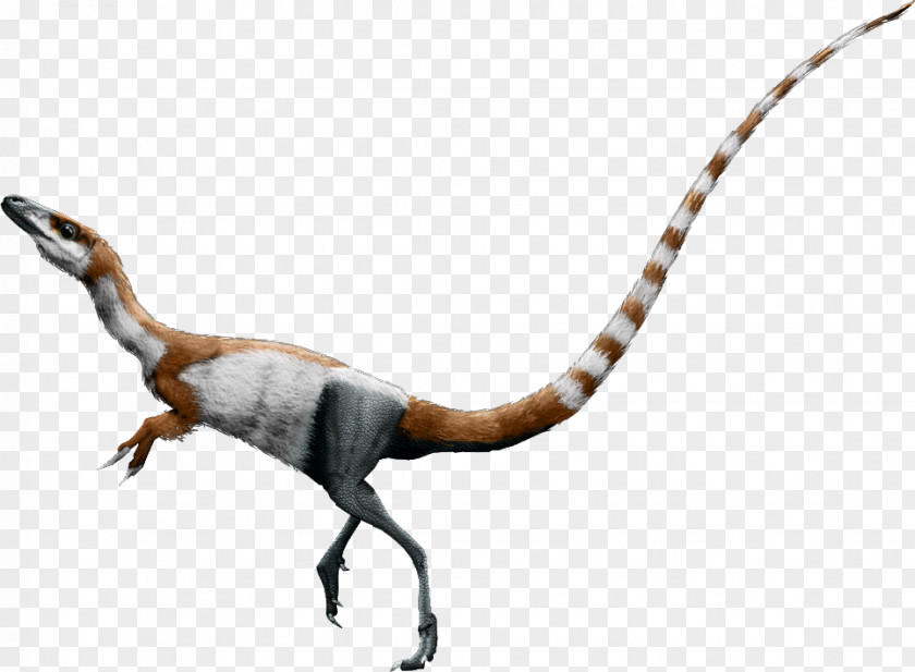 Bird Sinosauropteryx Falcarius Conchoraptor Daspletosaurus PNG