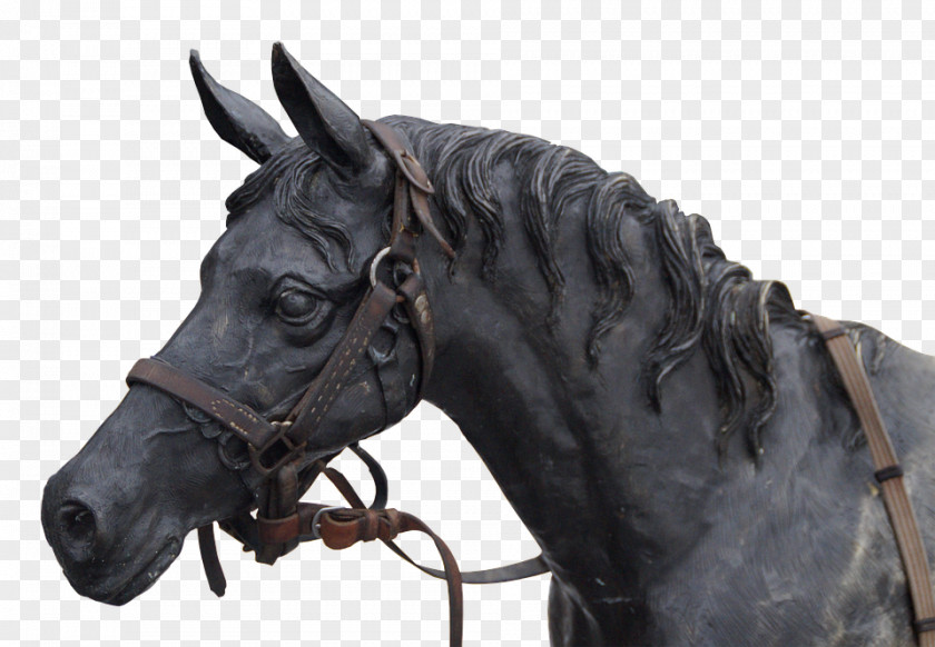 Horse Stallion Sculpture Statue Portrait PNG