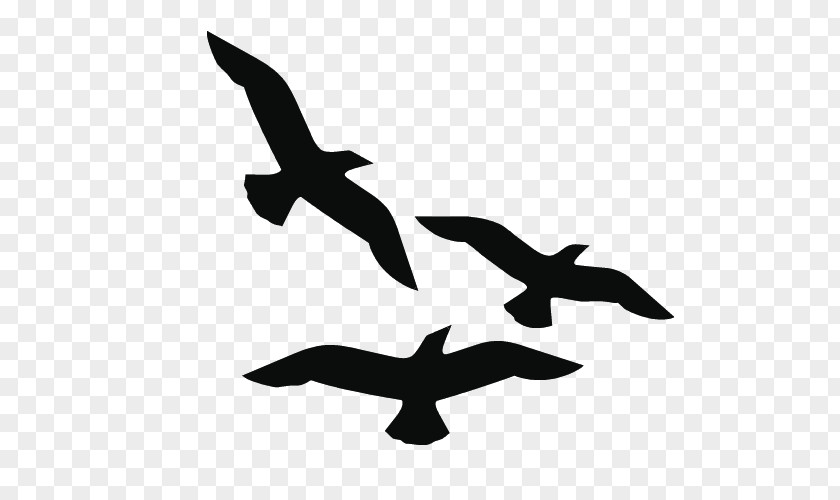 Nemrod Mountain Bird Clip Art Gulls Silhouette Image PNG