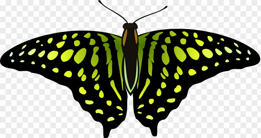 Tailed Jay Vector Graphics Stock Photography Illustration PNG