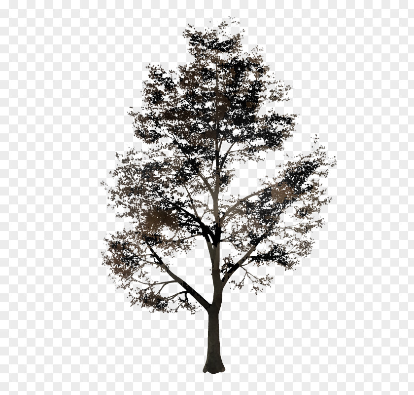 Tree Woody Plant Branch White Pine PNG